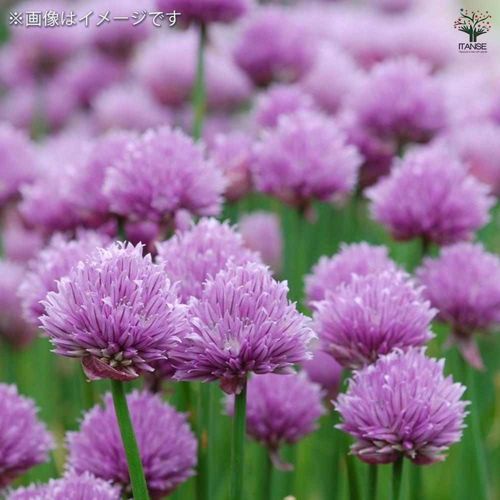 あさつき 種球根【ネット詰め野菜球根 充填時200g／1袋】