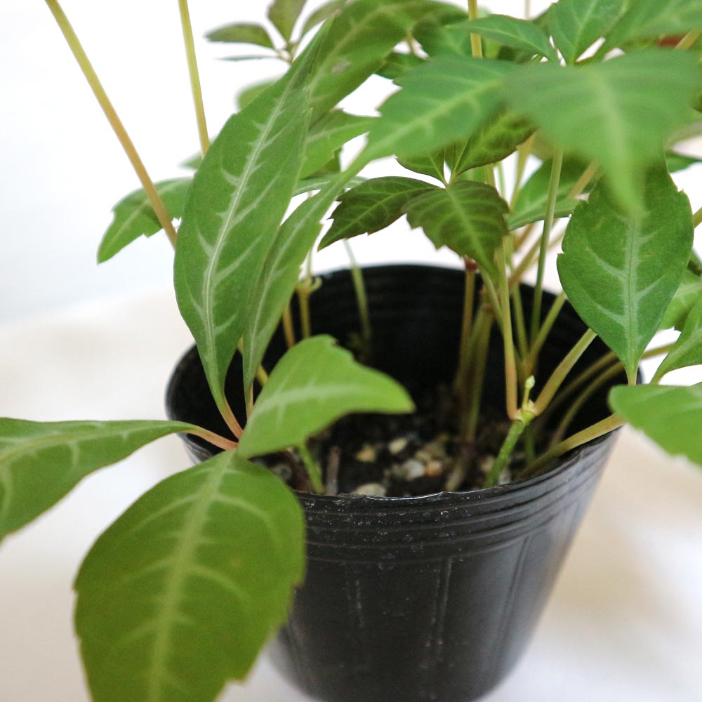 ヘンリーヅタ 【小型 観葉植物 9cmポット／お買い得2個セット