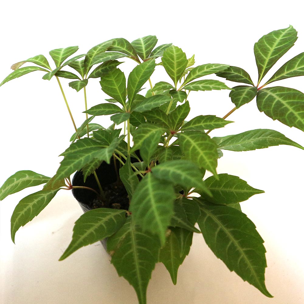 Itanse良品ｾﾚｸﾄ通販