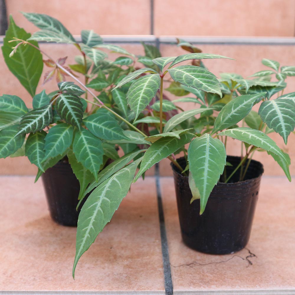 ヘンリーヅタ 【小型 観葉植物 9cmポット／お買い得2個セット