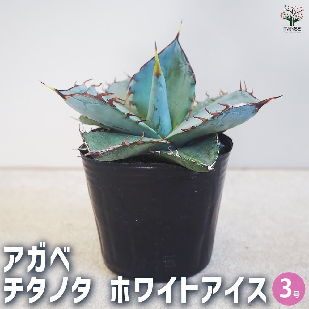 アガベ チタノタ ホワイトアイス 【多肉植物 3号】