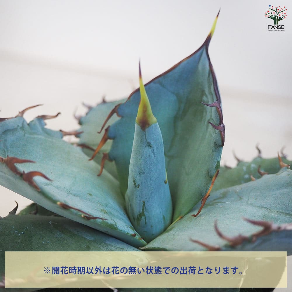 アガベ チタノタ ホワイトアイス 【多肉植物 3号】｜ 【植物の