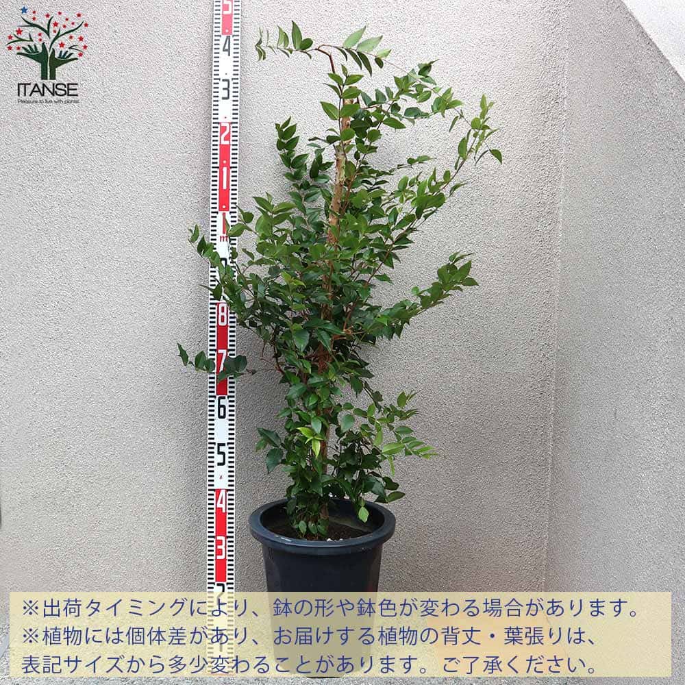 ジャボチカバ。大実、小葉。果樹。鉢ごと無料で発送致します。 ジャボチカバ。小葉。大実。鉢ごと発送いたします。 - メルカリ