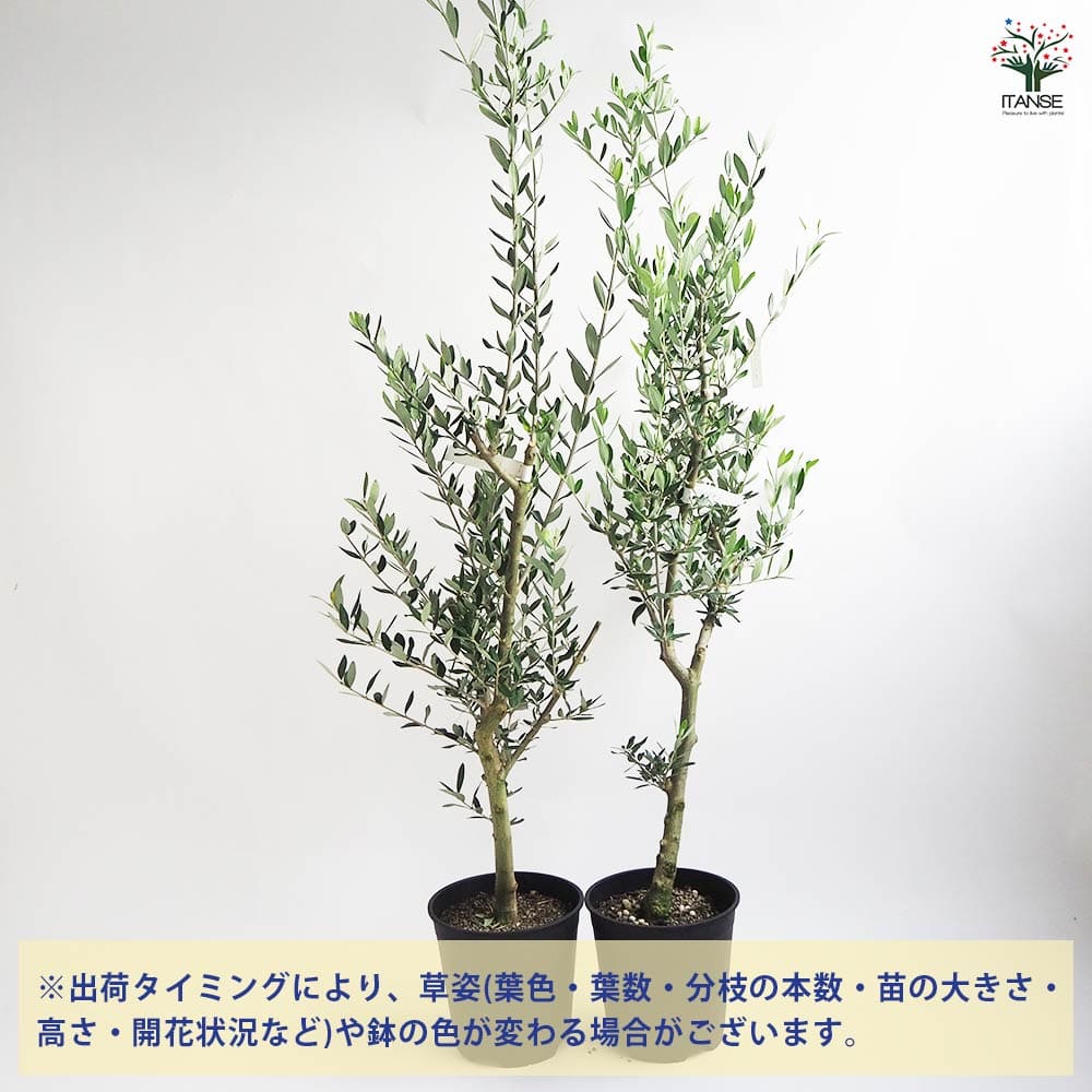 オリーブ コレッジョラ 【果樹の苗木 7号／1個売り】｜ 【植物の