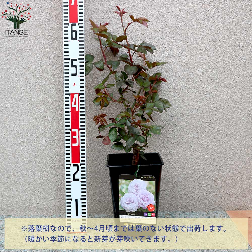 フレグランスローズ ラフィーネ コンパクトな木立性【花苗 6号鉢 バラ大苗 2年生 国産接ぎ木苗／1個売り】