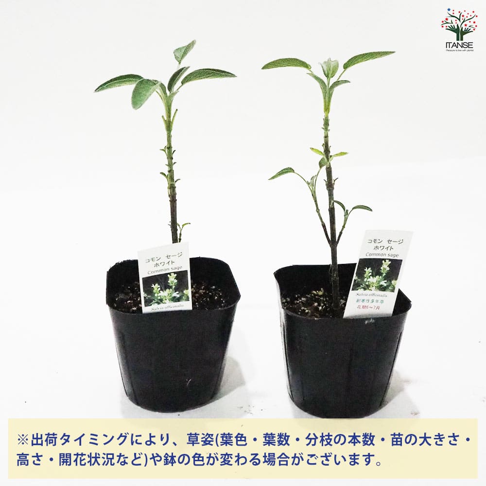コモンセージ ホワイトフラワー 【ハーブの苗 9cmポット】｜ 【植物の