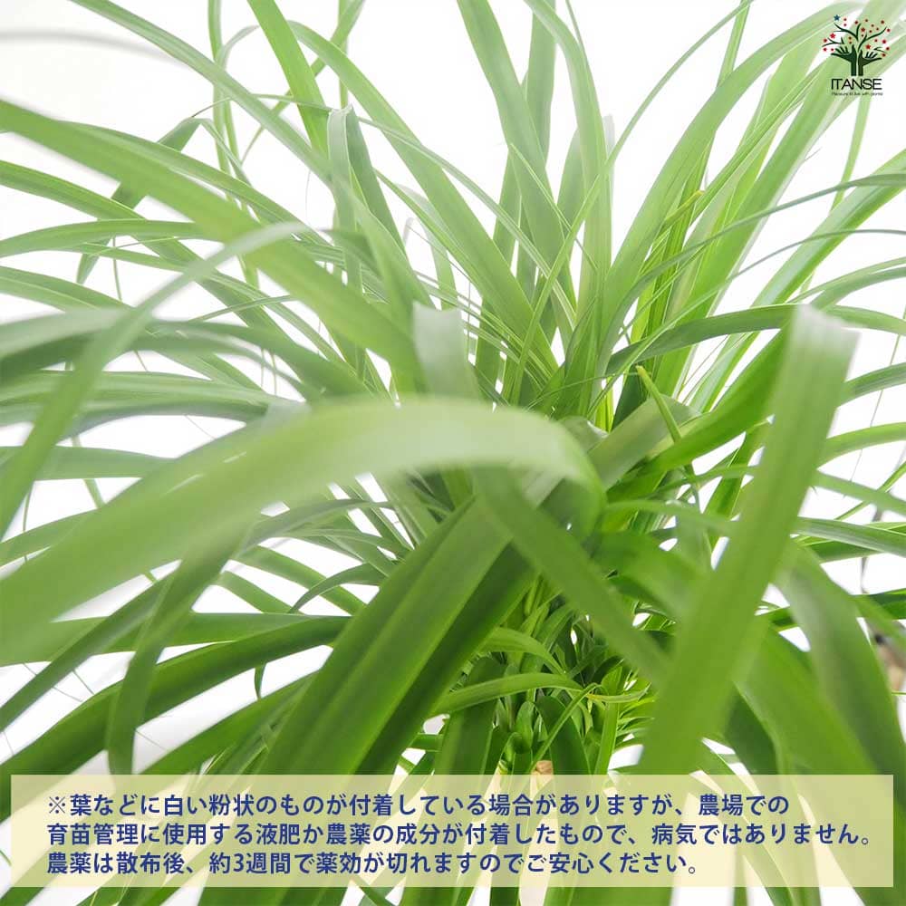 観葉植物 ポニーテール(トックリラン) 【観葉植物 9号／1個売り