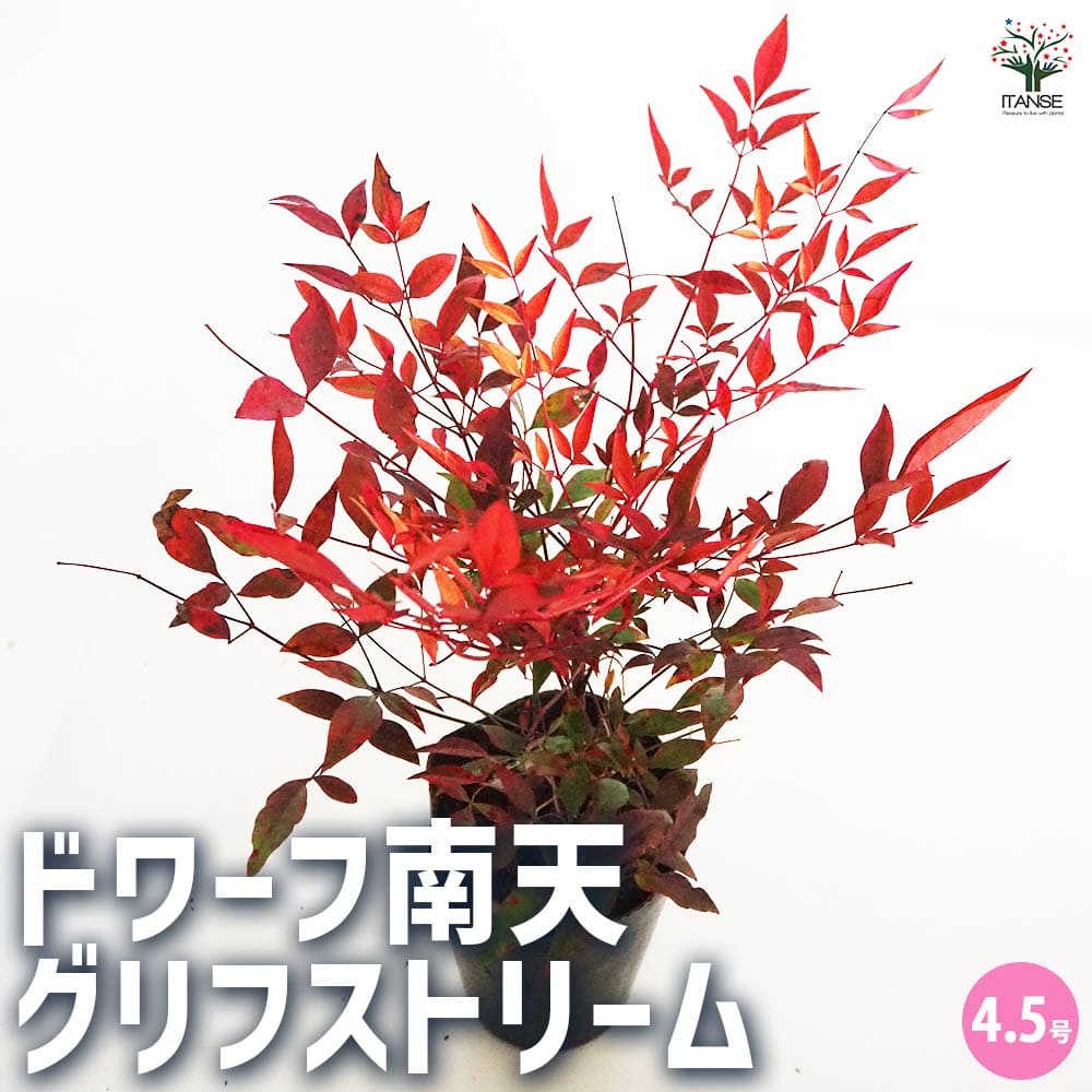 南天 ドワーフ南天 グリフストリーム 【花木苗 4.5号／1個売り