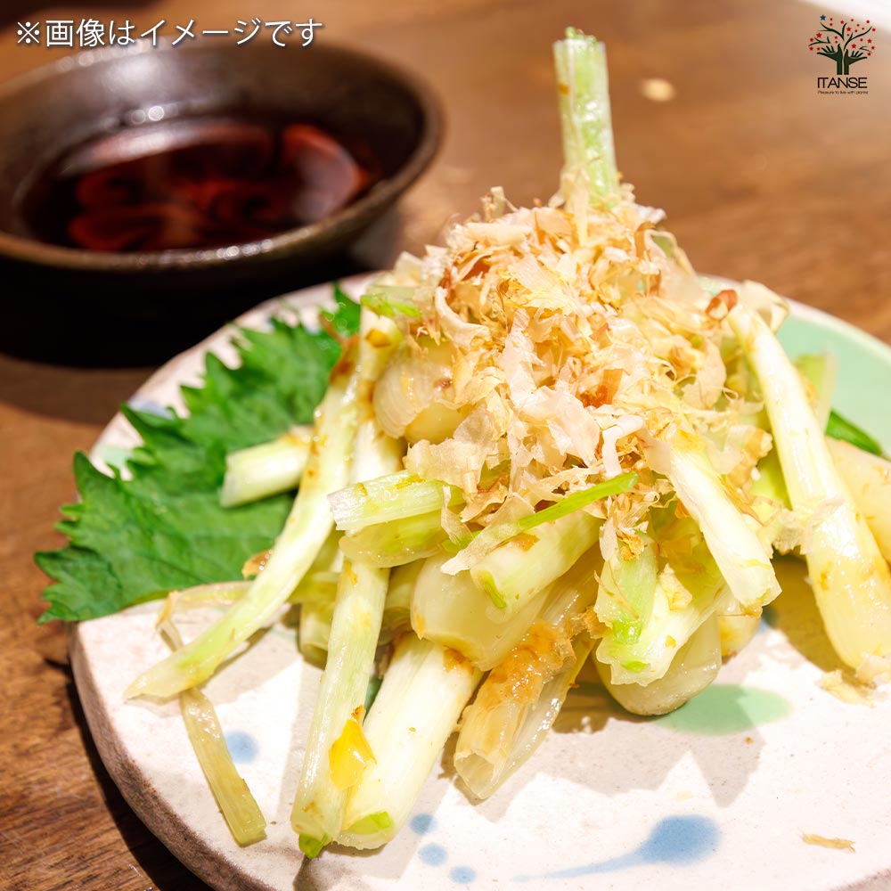 らっきょう種球根 島らっきょう【野菜の苗 ネット詰め野菜球根 充填時120g/1袋/1個売り】