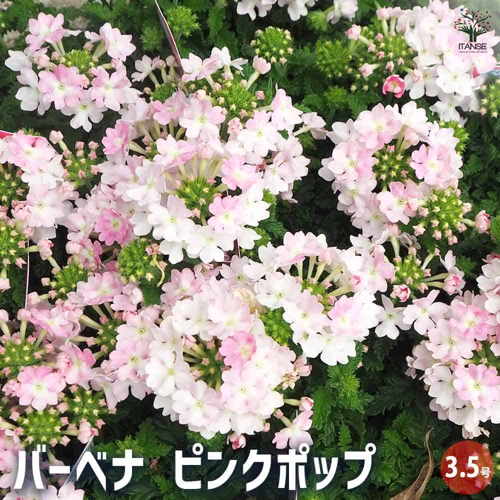 宿根バーベナ ピンクポップ 【花苗 3.5号】｜ 【植物のITANSE
