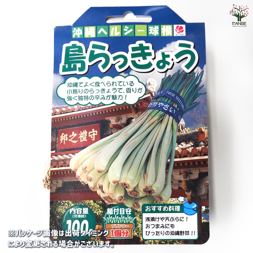 らっきょう種球根 島らっきょう【野菜の苗 ネット詰め野菜球根 充填時120g/1袋/1個売り】