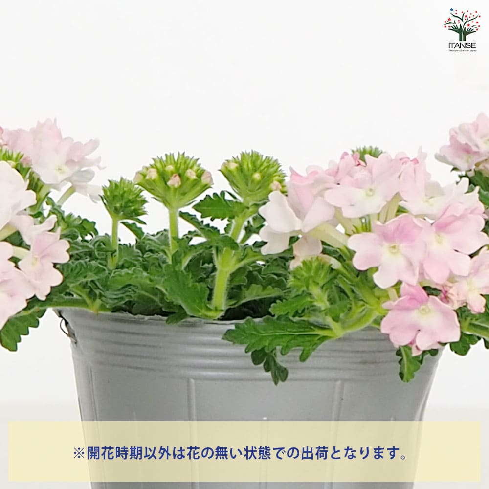 宿根バーベナ ピンクポップ 【花苗 3.5号】｜ 【植物のITANSE