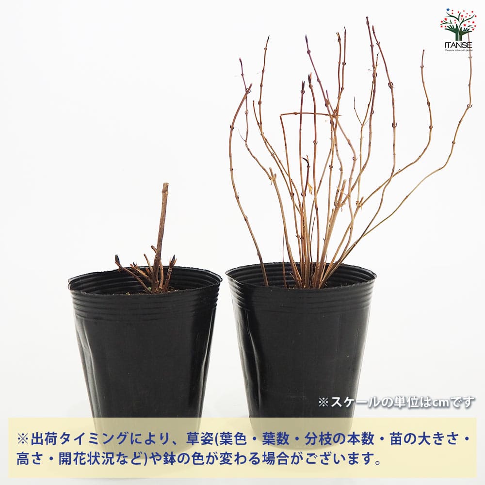 山アジサイ 富士の白雪 【花木苗 4号】｜ 【植物のITANSE】全品