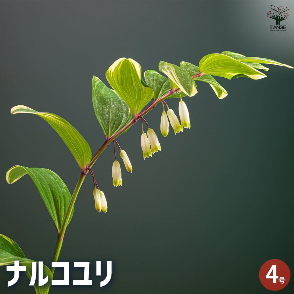 ナルコユリ 【花苗 4号】｜ 【植物のITANSE】全品送料無料・即出荷!