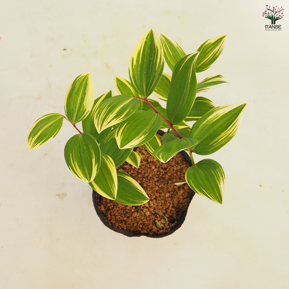 ナルコユリ 【花苗 4号】｜ 【植物のITANSE】全品送料無料・即出荷!