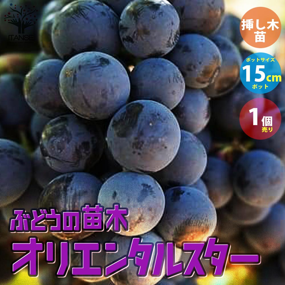 ぶどうの苗 オリエンタルスター【果樹の苗木 5号ポット 1年生 挿し木苗／1個売り】