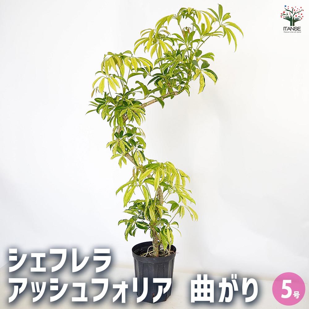 シェフレラ アッシュフォリア曲がり 【観葉植物 5号／1個売り