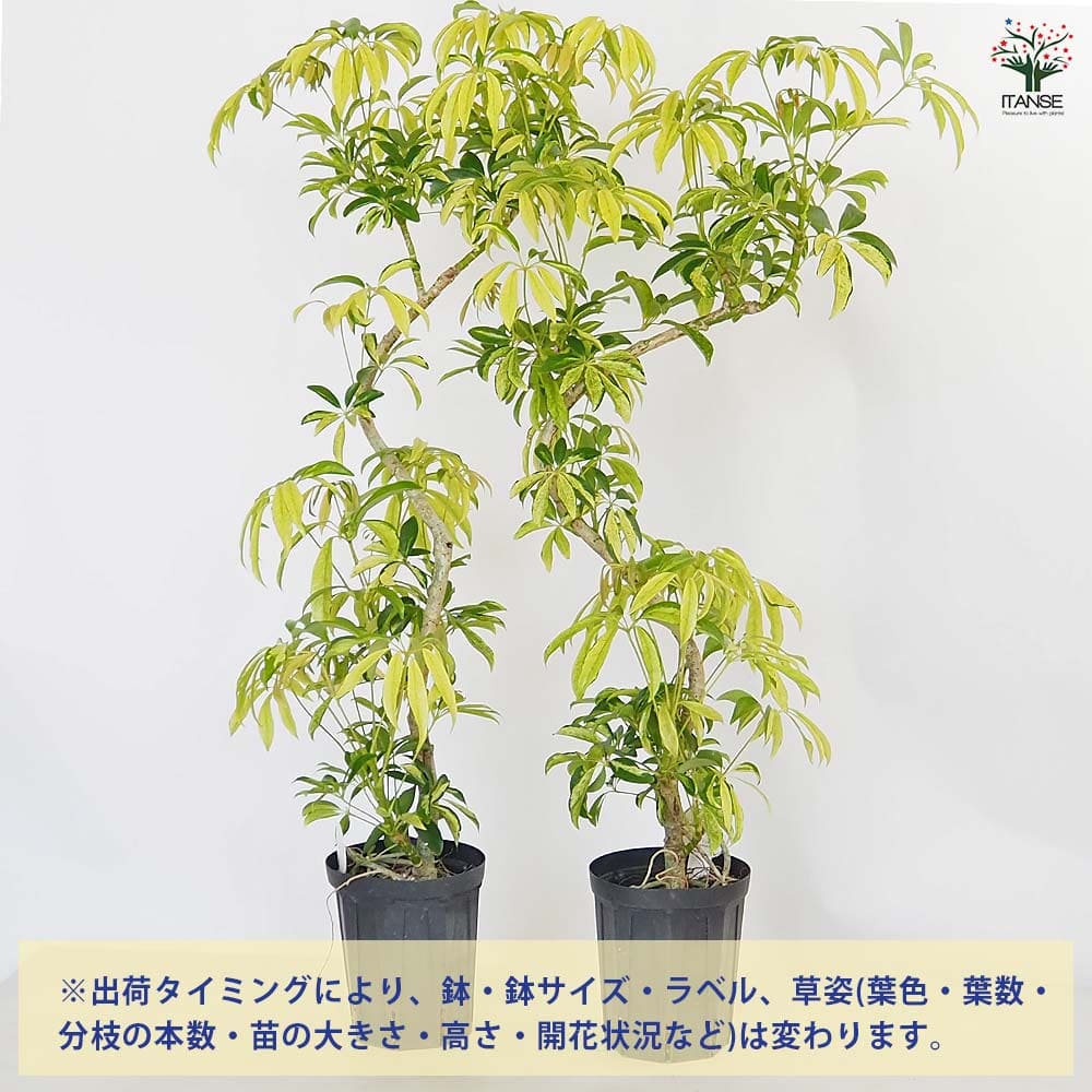 シェフレラ　アッシュフォリア　斑入り　ミント斑❗ 楽天市場】【選べる現品発送】観葉植物 斑入り シェフレラ