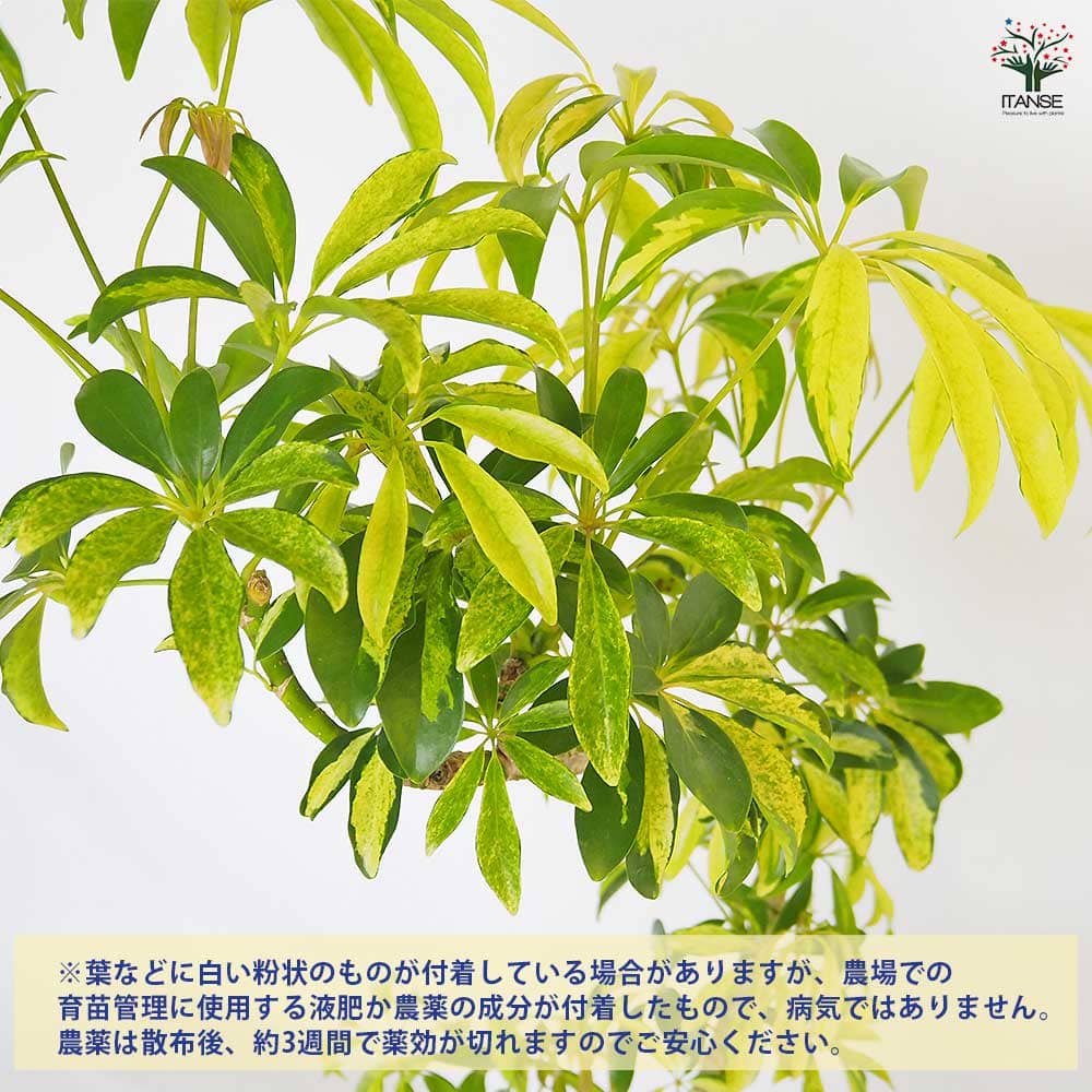 シェフレラ アッシュフォリア曲がり 【観葉植物 5号／1個売り