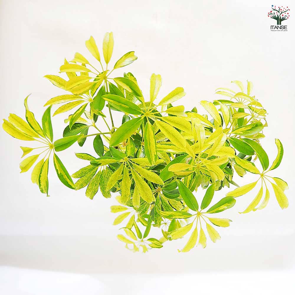 シェフレラ　アッシュフォリア　斑入り　ミント斑❗ 楽天市場】【選べる現品発送】観葉植物 斑入り シェフレラ