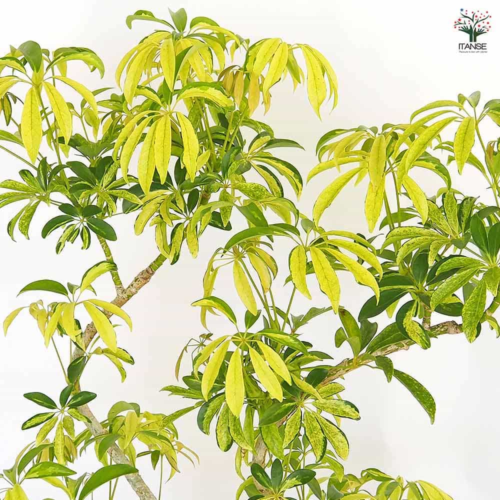 シェフレラ アッシュフォリア曲がり 【観葉植物 5号／1個売り