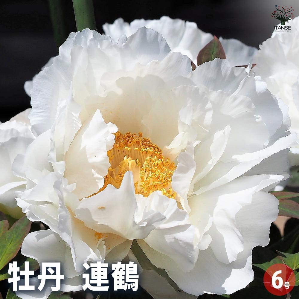 牡丹 連鶴 【花苗 6号／1個売り】｜ 【植物のITANSE】全品送料
