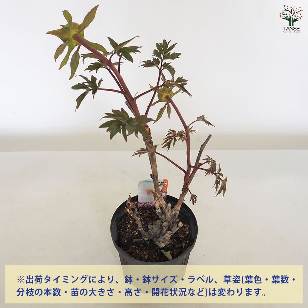 牡丹 連鶴 【花苗 6号／1個売り】｜ 【植物のITANSE】全品送料