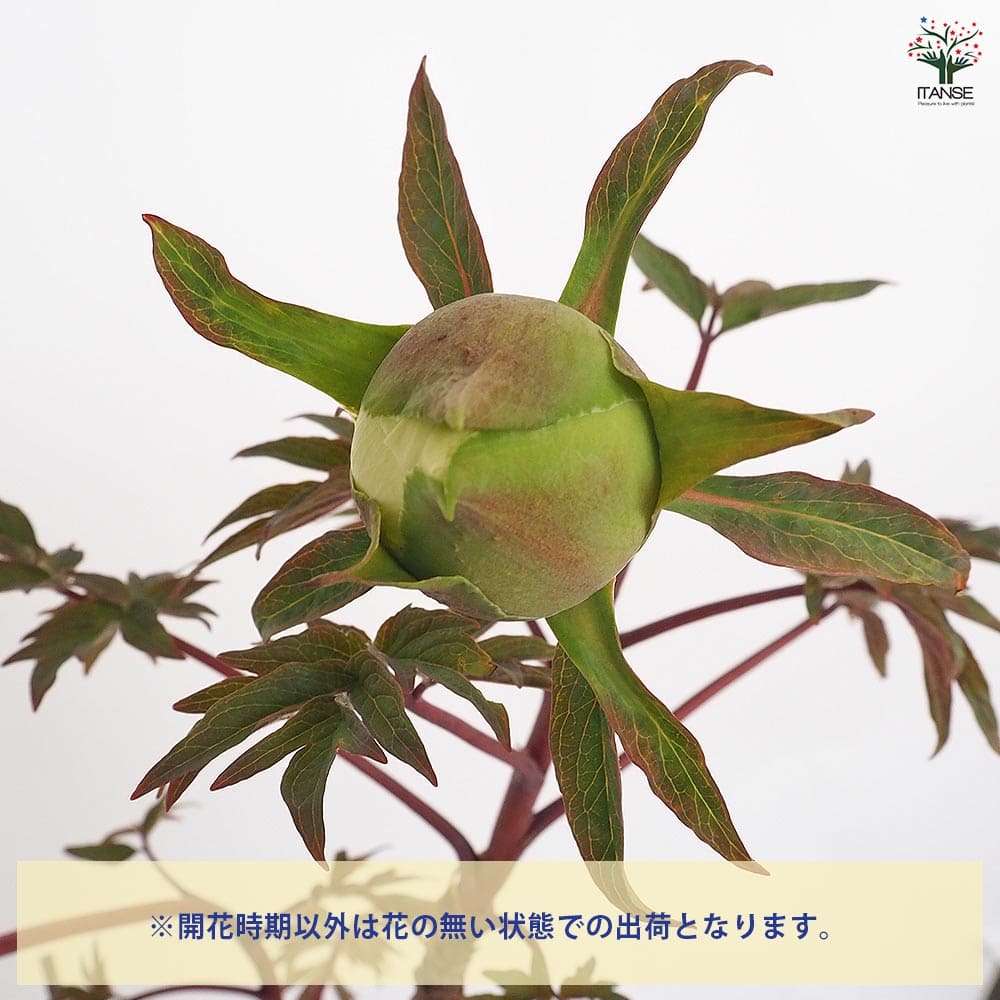 牡丹 連鶴 【花苗 6号／1個売り】｜ 【植物のITANSE】全品送料