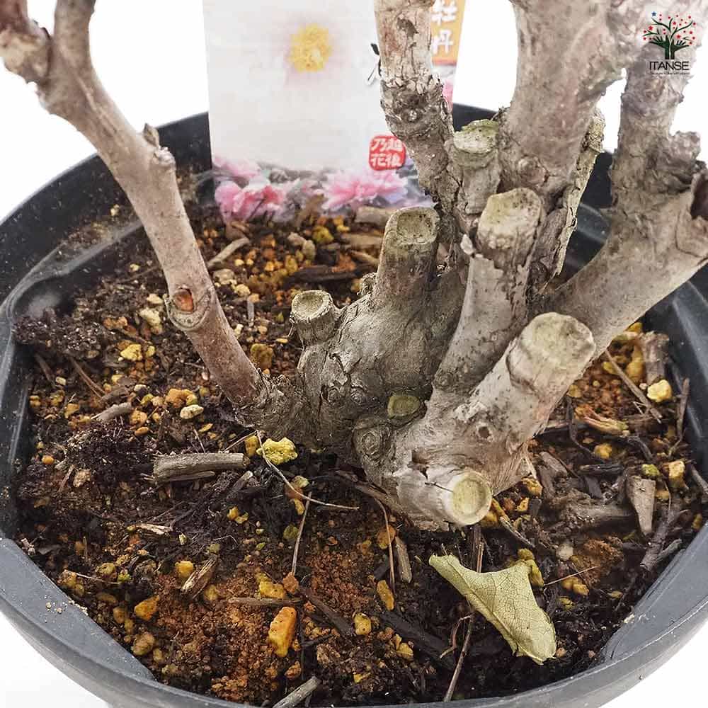 牡丹 連鶴 【花苗 6号／1個売り】｜ 【植物のITANSE】全品送料