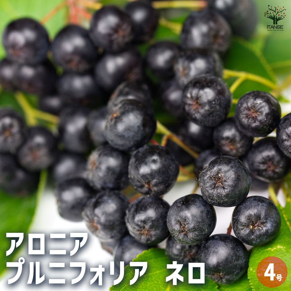 アロニア プルニフォリア ネロ 【果樹の苗 4号／1個売り】｜ 【植物の