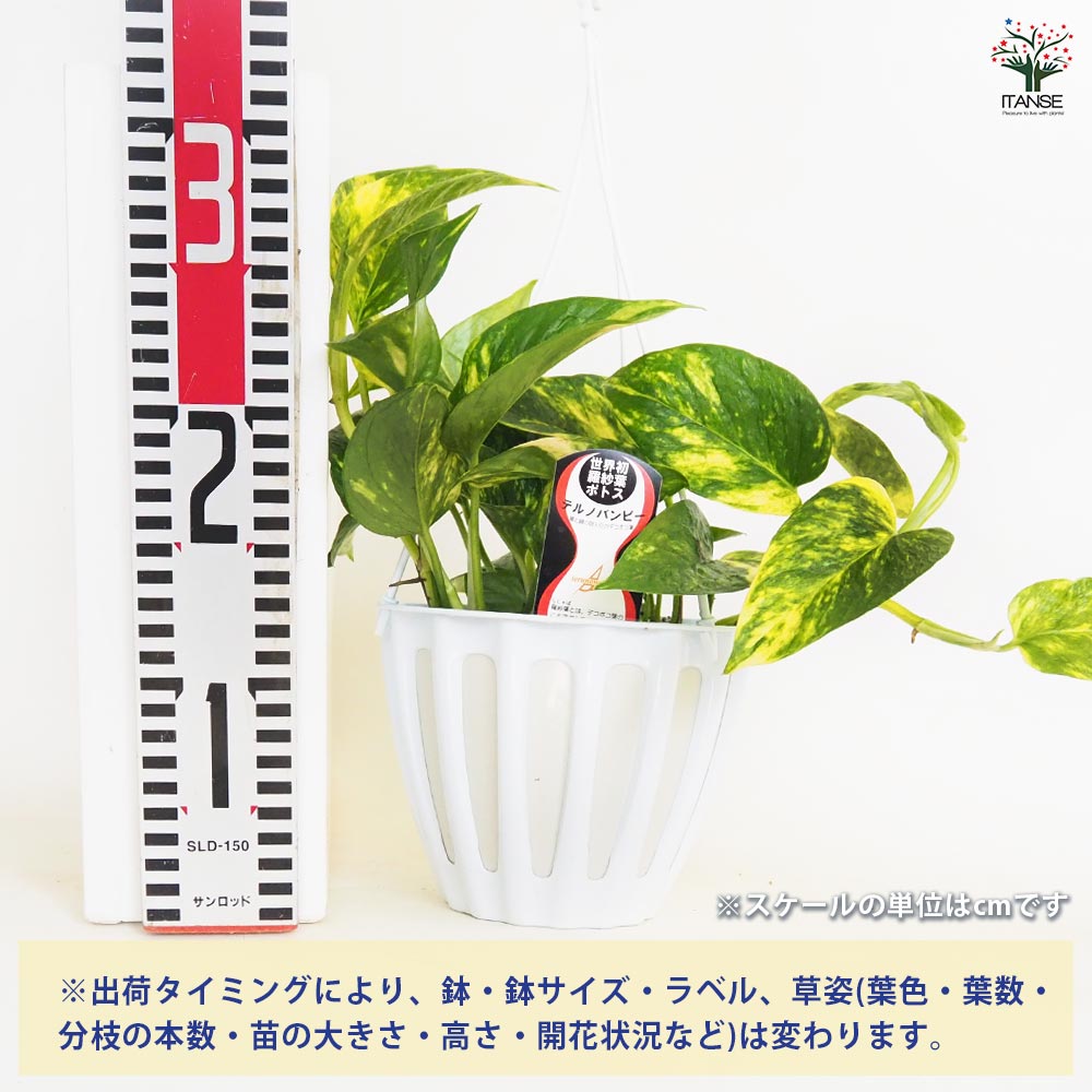 ☆ポトス☆挿し穂用サービスカット☆バンピー5本 ☆ポトス☆挿し穂用サービスカット☆バンピー5本 ☆ポトス☆挿し穂用