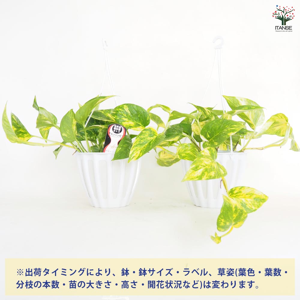 ポトス テルノバンピー 吊鉢【観葉植物 5号／1個売り】｜ 【植物の
