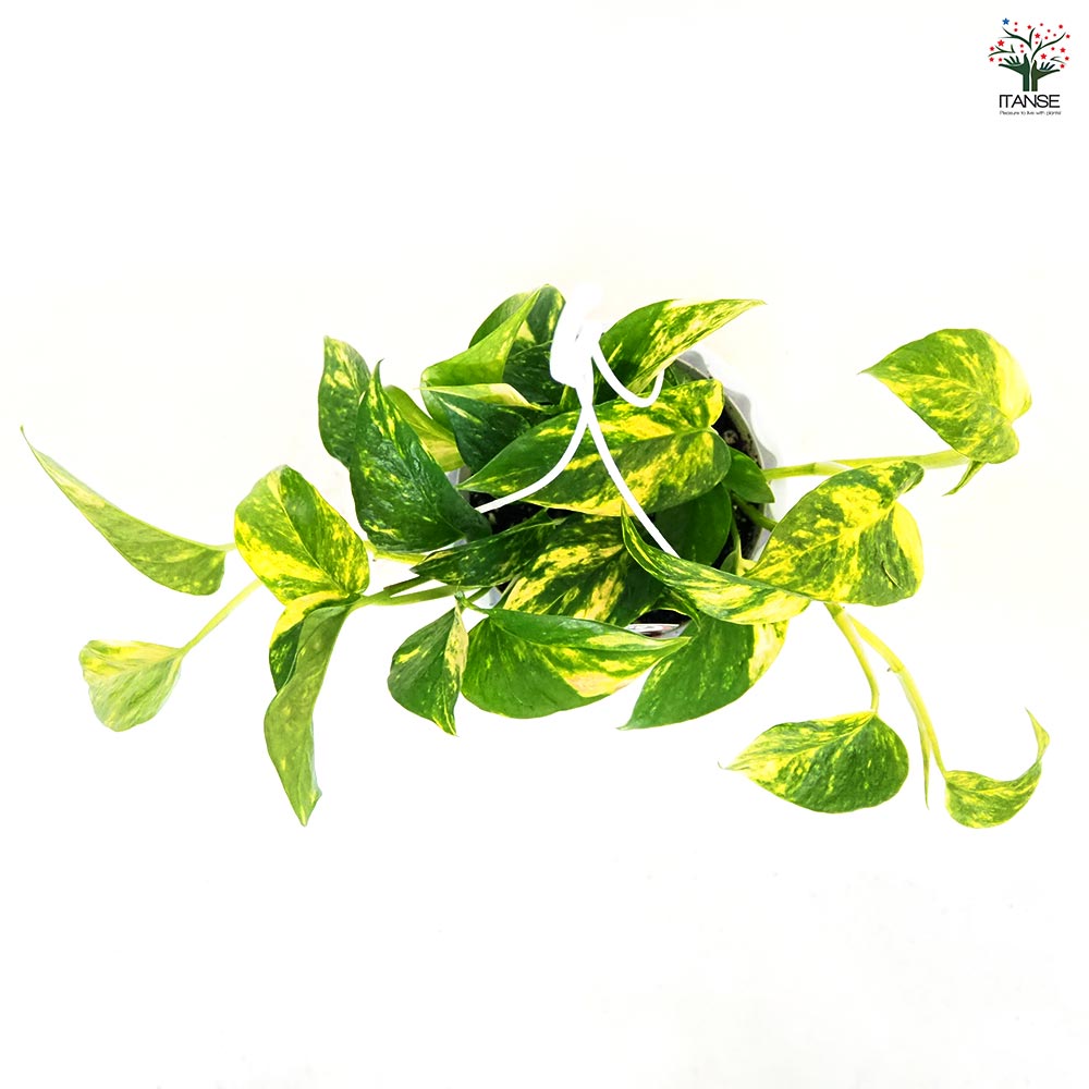 ポトス テルノバンピー 吊鉢【観葉植物 5号／1個売り】