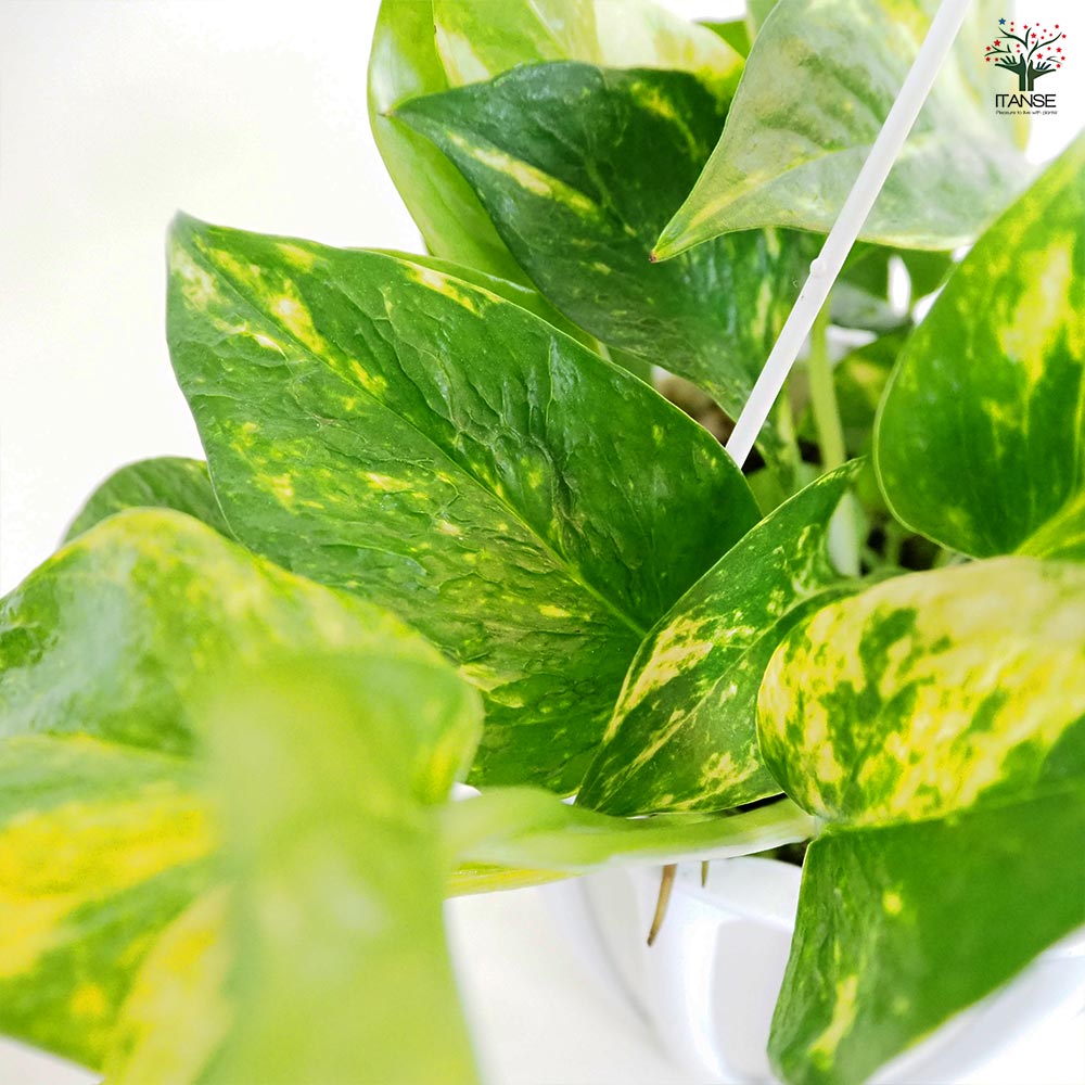 ポトス テルノバンピー 吊鉢【観葉植物 5号／1個売り】