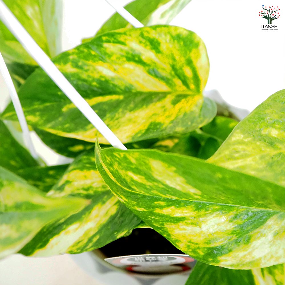 ポトス テルノバンピー 吊鉢【観葉植物 5号／1個売り】