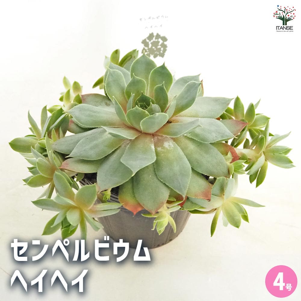 センペルビウム ヘイヘイ 【多肉植物 4号／1個売り】｜ 【植物の