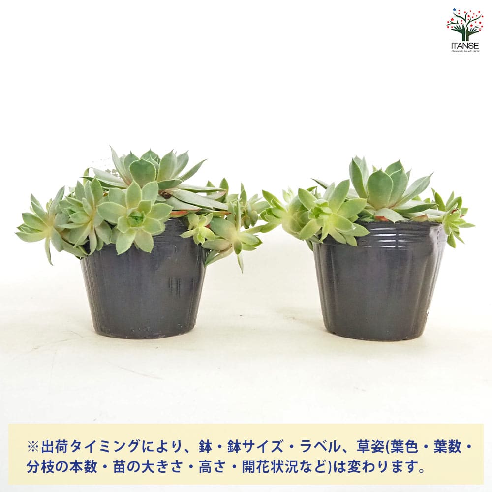 センペルビウム ヘイヘイ 【多肉植物 4号／1個売り】｜ 【植物の