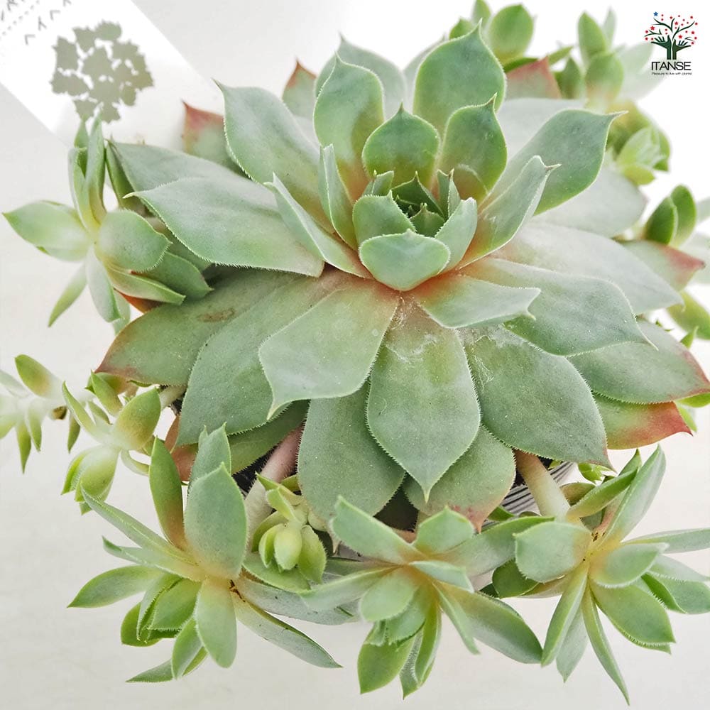 センペルビウム ヘイヘイ 【多肉植物 4号／1個売り】｜ 【植物の