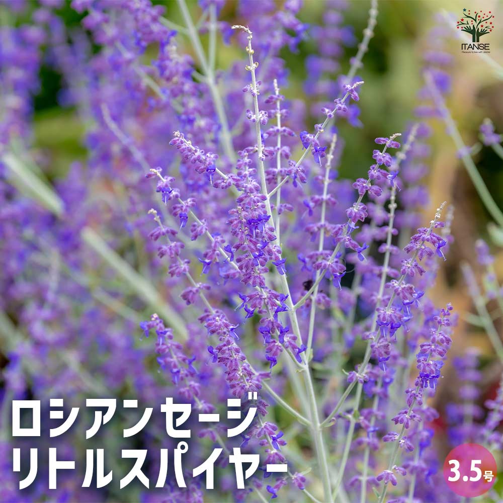 ロシアンセージ リトルスパイヤー 【ハーブの苗 3.5号】