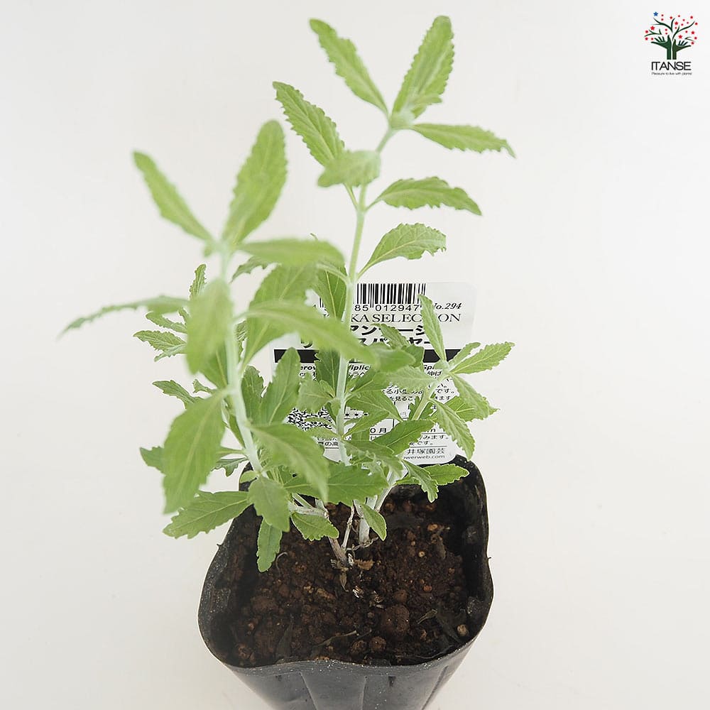 ロシアンセージ リトルスパイヤー 【ハーブの苗 3.5号】