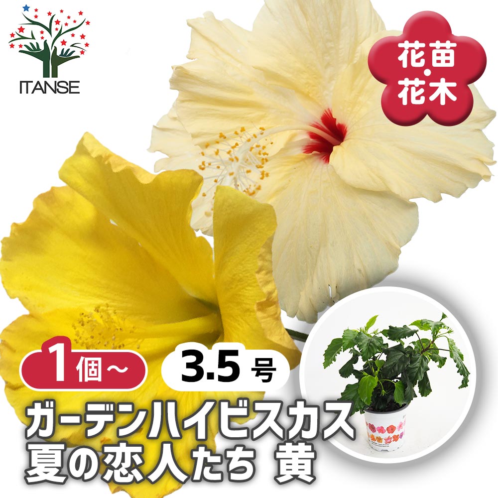 ガーデンハイビスカス 夏の恋人たち 黄 【花木苗 3.5号】｜ 【植物の