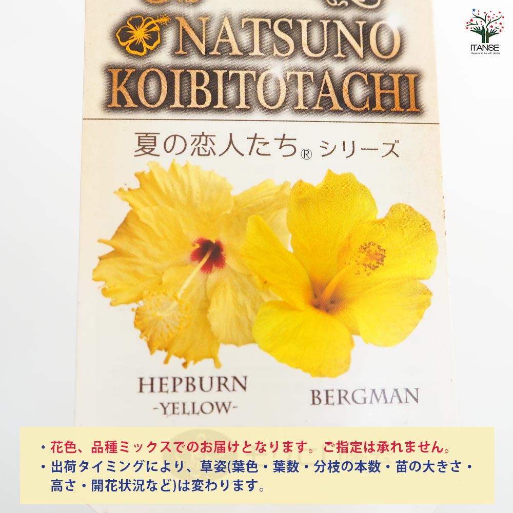 ガーデンハイビスカス 夏の恋人たち 黄 【花木苗 3.5号】｜ 【植物の