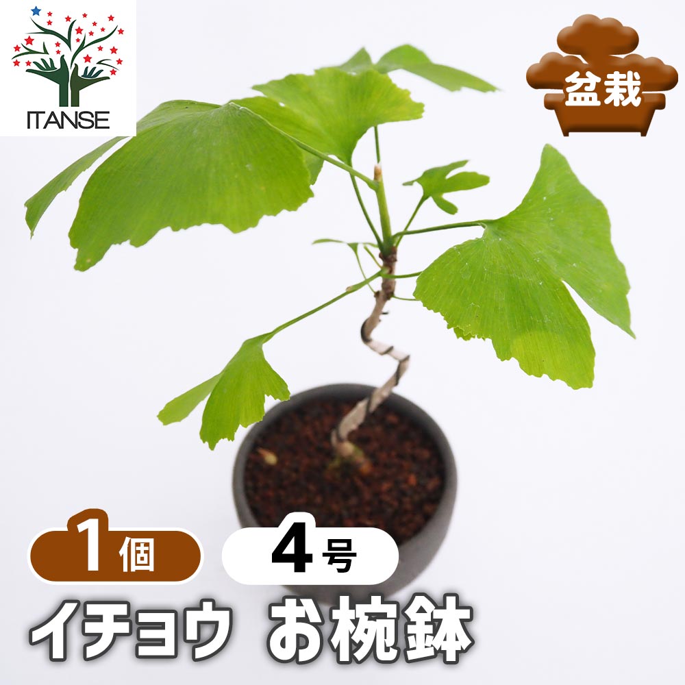 イチョウ お椀鉢 【盆栽 4号／1個売り】｜ 【植物のITANSE】全品