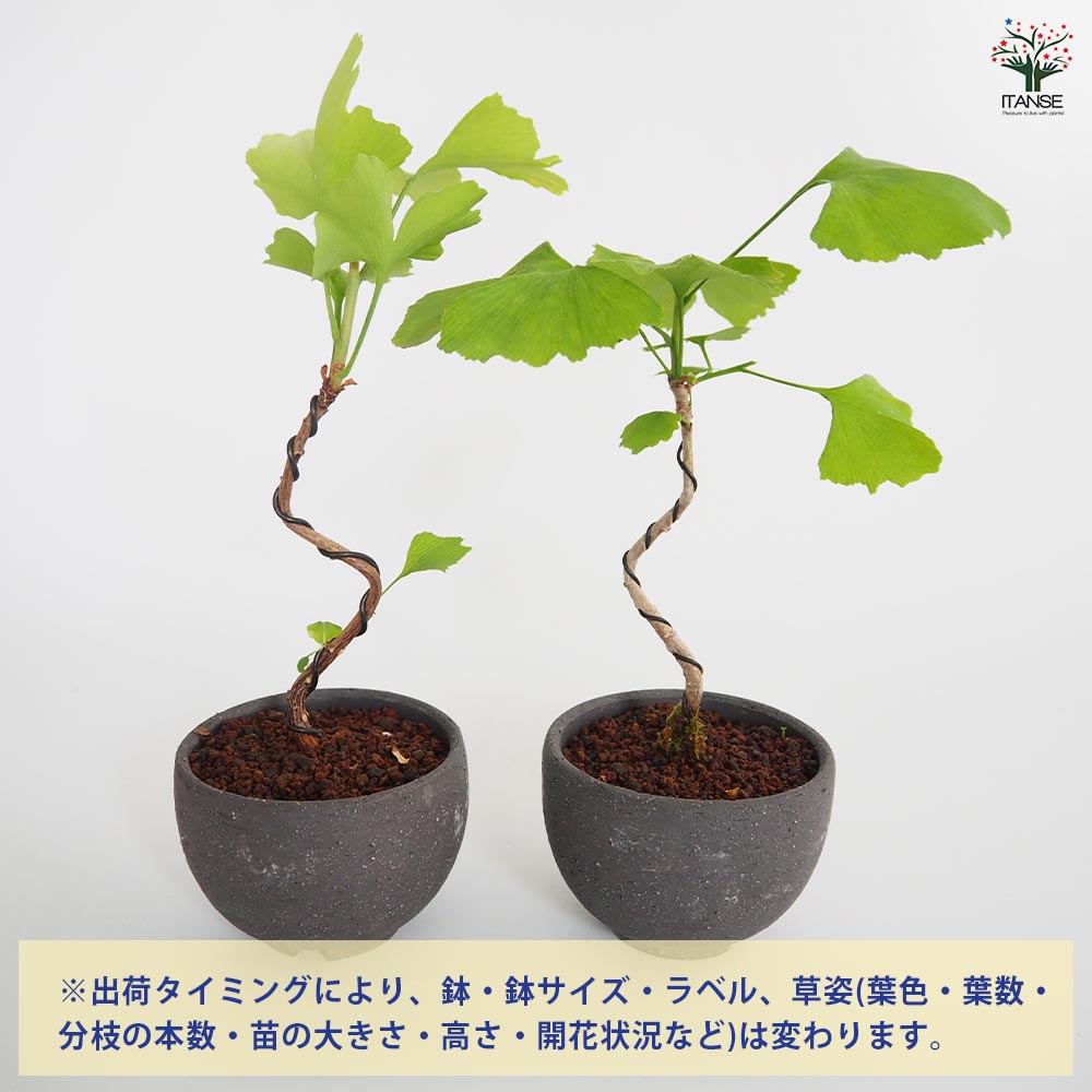 イチョウ お椀鉢 【盆栽 4号／1個売り】｜ 【植物のITANSE】全品