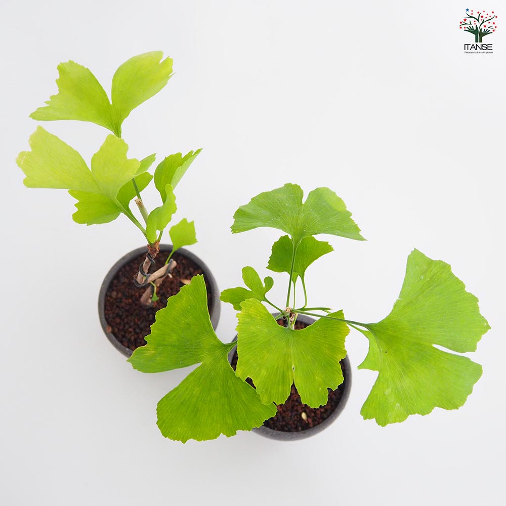 イチョウ お椀鉢 【盆栽 4号／1個売り】｜ 【植物のITANSE】全品