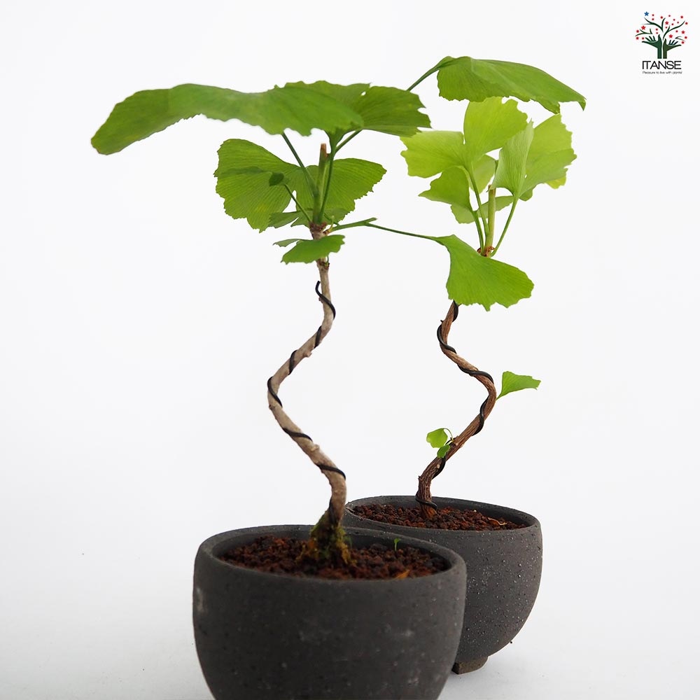 【鷲ノ巣】灰被天目　植木鉢(盆栽鉢)241109-6/10 鷲ノ巣】灰被天目 植木鉢(盆栽鉢)241109-6/10 鉢乃木屋 - 齊藤真之