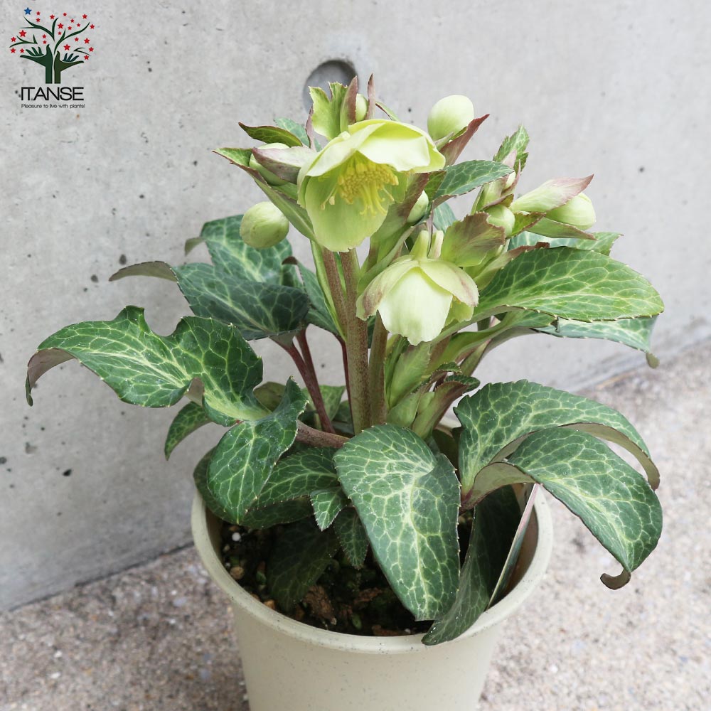 専用　ポット発送　【親株】【ノスタルジア】クリスマスローズ クリスマスローズ：*アプリコットオーケストラ3号ポット の通販