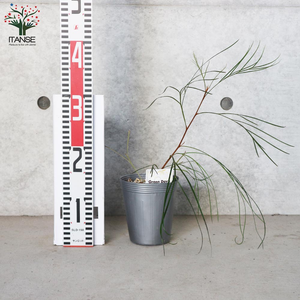 グレビレア・ロンギスティーラエレガンス 【庭木 4号ポット苗／1個売り】