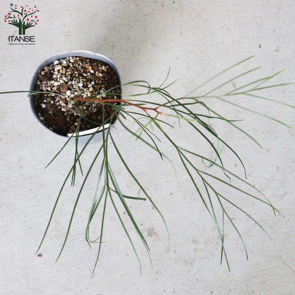 グレビレア・ロンギスティーラエレガンス 【庭木 4号ポット苗／1個売り】