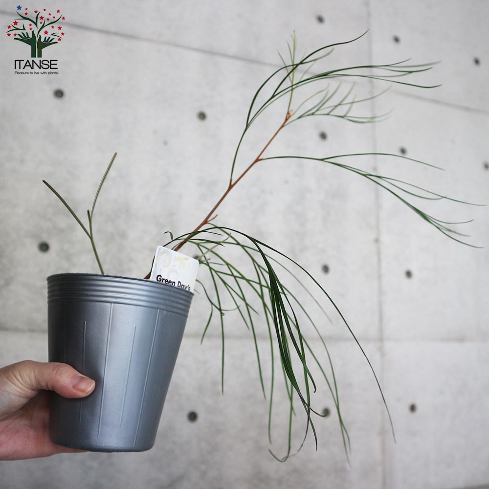 グレビレア・ロンギスティーラエレガンス 【庭木 4号ポット苗／1個売り】